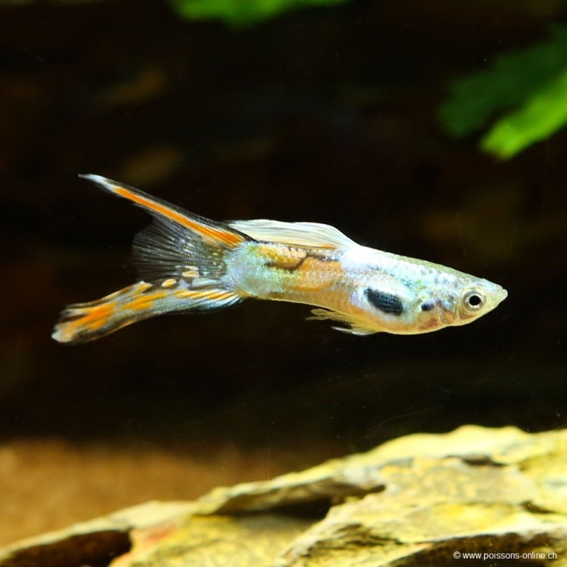 Guppy Mann Double Sword - Poecilia Reticulata
