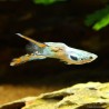 Guppy Mann Double Sword - Poecilia Reticulata