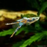 Guppy Mann Double Sword - Poecilia Reticulata