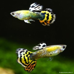 Guppy Masc. Mosaïc arancione - Poecilia Reticulata