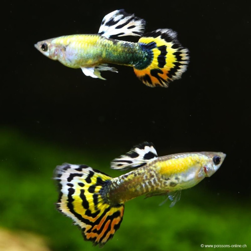 Guppy Masc. Mosaïc arancione - Poecilia Reticulata