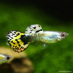 Guppy Masc. Mosaïc arancione - Poecilia Reticulata