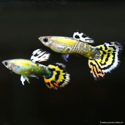 Guppy Masc. Mosaïc arancione - Poecilia Reticulata