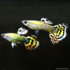 Guppy Masc. Mosaïc arancione - Poecilia Reticulata