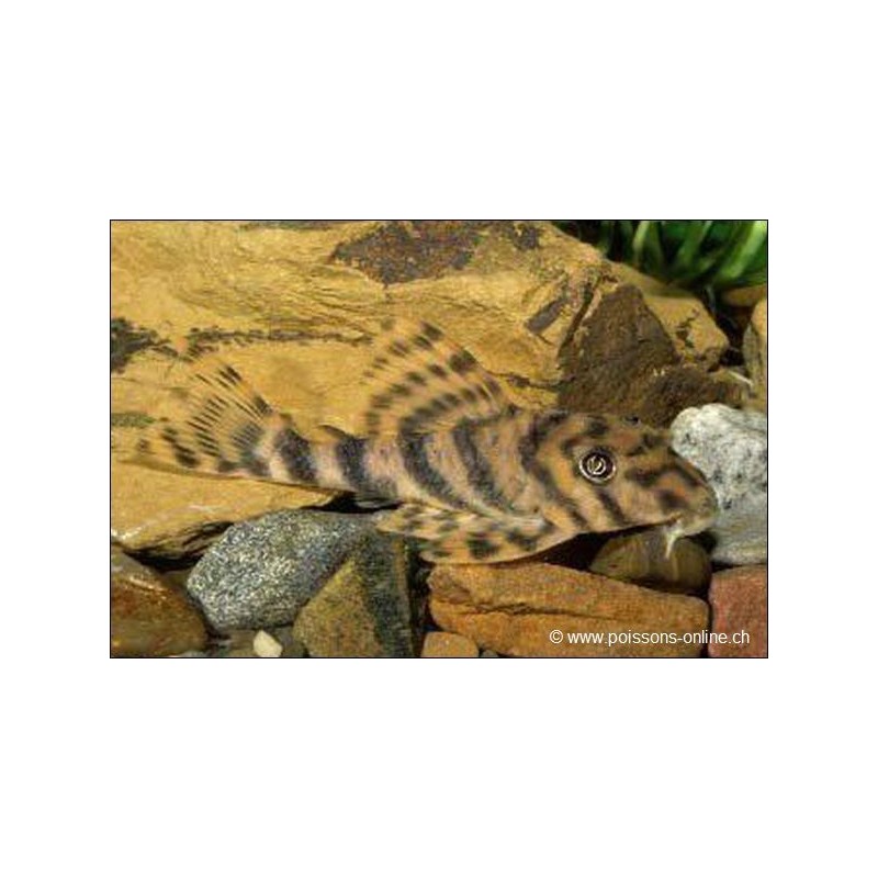 L015 Peckoltia Imperial - L015 Peckoltia Vittata