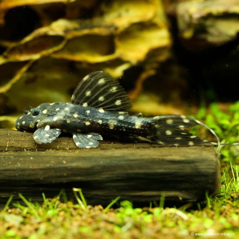 L097Polka Dot Cactus Pleco - L097Pseudacanticus Sp