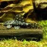 L097Polka Dot Cactus Pleco - L097Pseudacanticus Sp