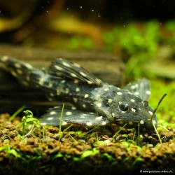 L097Polka Dot Cactus Pleco - L097Pseudacanticus Sp
