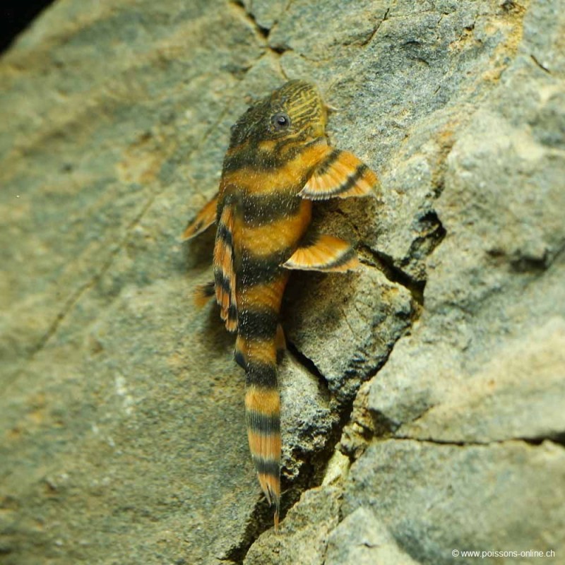 L397 Alenquer Tiger Pleco - L397 Panaqolus Sp