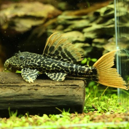 L600 Leopard Wels - L600 Pseudacanthicus Leopardus