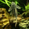 L600 Leopard Wels - L600 Pseudacanthicus Leopardus