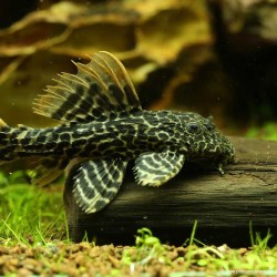 L600 Pléco Léopard - L600 Pseudacanthicus Leopardus