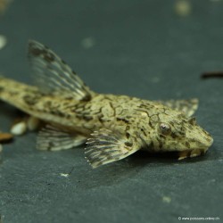 L827 Rineloricaria Filamentosa - L827 Loricaria Filamentosa