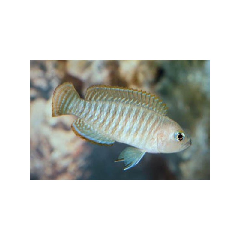 Lamprologus Conchylicole - Neolamprologus Multifasciatus