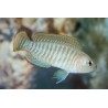 Lamprologus Conchylicole - Neolamprologus Multifasciatus
