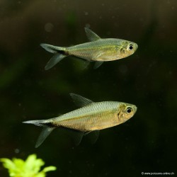 Moenkhausia Costata - Moenkhausia Costata