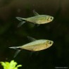 Moenkhausia Costata - Moenkhausia Costata