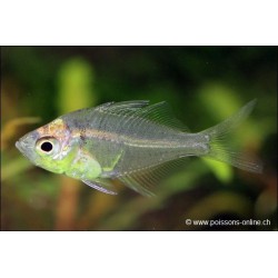 Polo di vetro - Parambassis Ranga