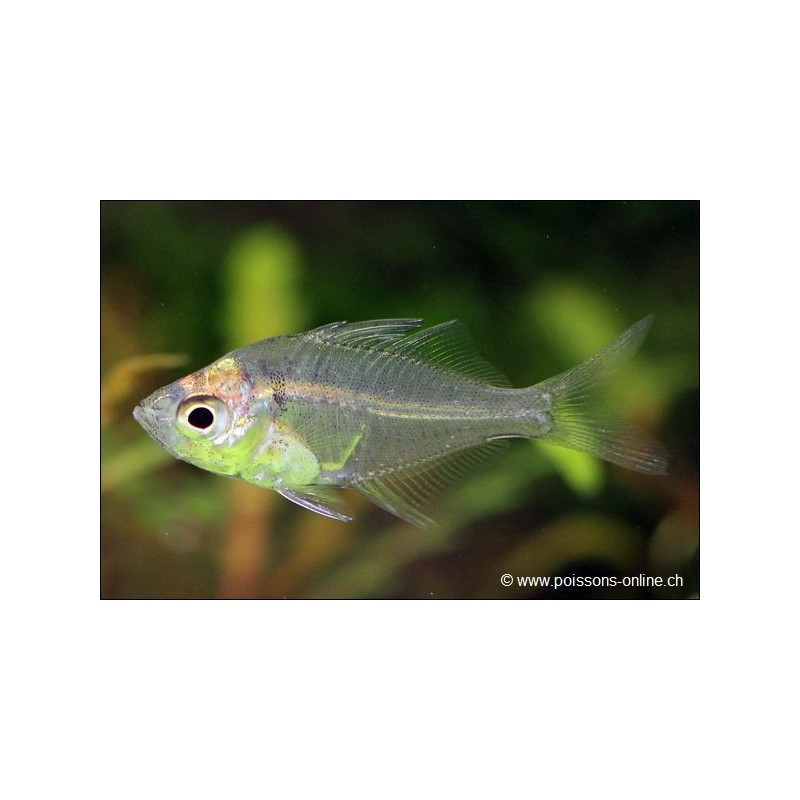 Polo di vetro - Parambassis Ranga