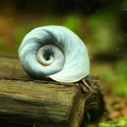 Planorbe Bleu - Planorbarius Corneus