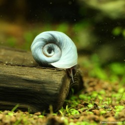 Planorbe Bleu - Planorbarius Corneus