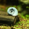 Planorbe Bleu - Planorbarius Corneus