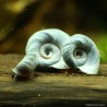 Planorbe Bleu - Planorbarius Corneus
