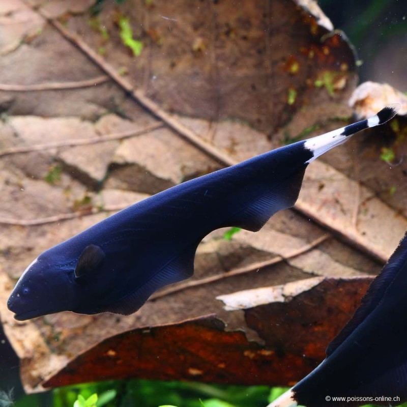 Weissstirn-Messerfisch - Apteronotus Albifrons