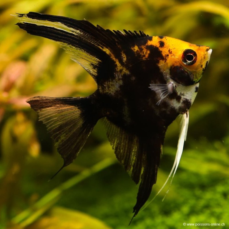 Scalaire À Tête D'Or - Pterophyllum Scalare