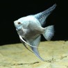 Skalare Avatar Turkey Green Smoked Ange - Pterophyllum Scalare
