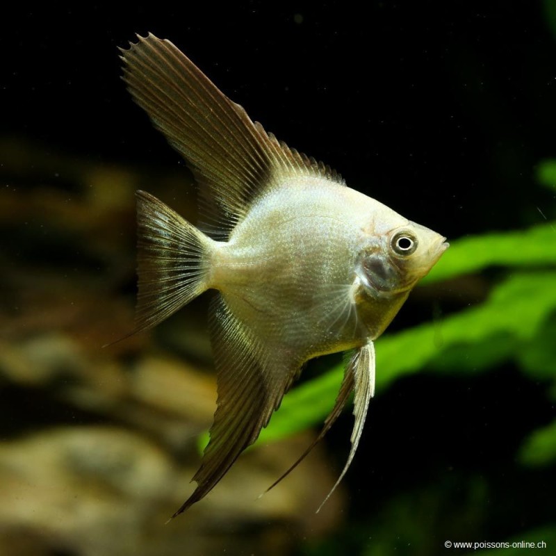 Bilgarian Blushing Scalar - Pterophyllum Scalare