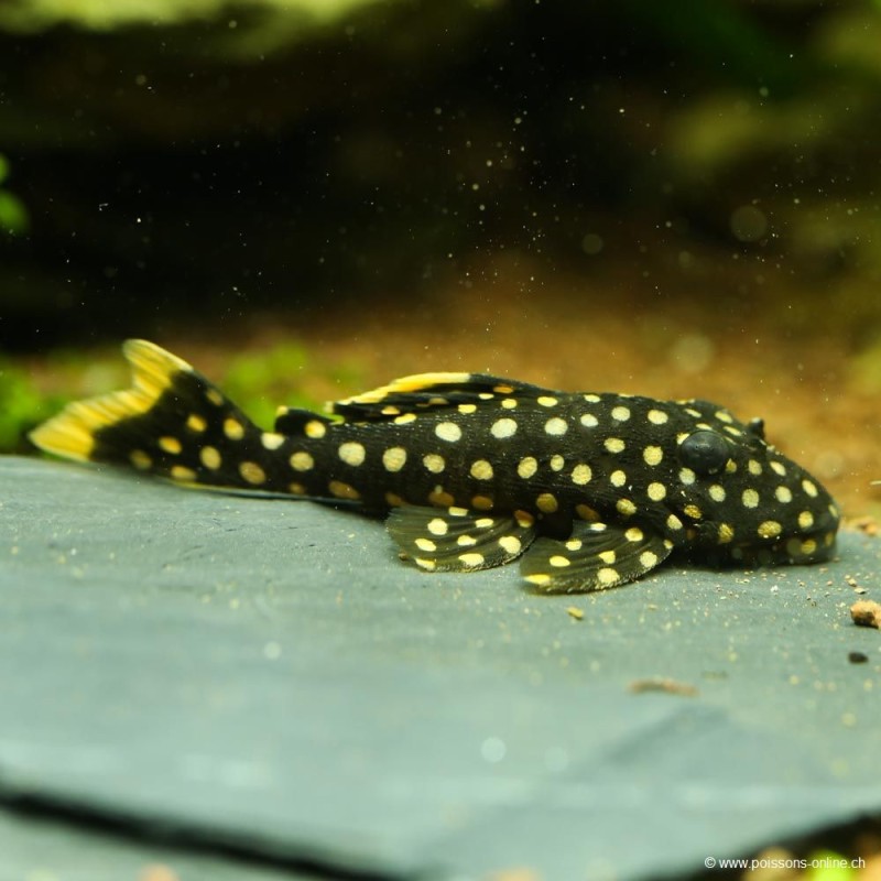 Pesce gatto della pepita d'oro - L018 Baryancistrus Spp