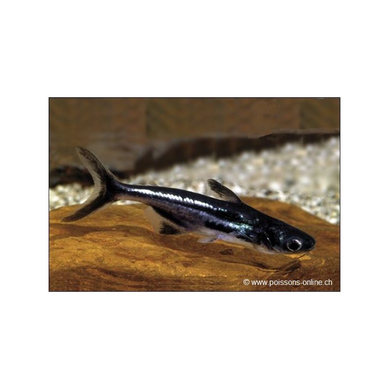 Haiwels - Pangasius Sutchi