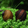 Escargot O-Ring - Neritina Sp.