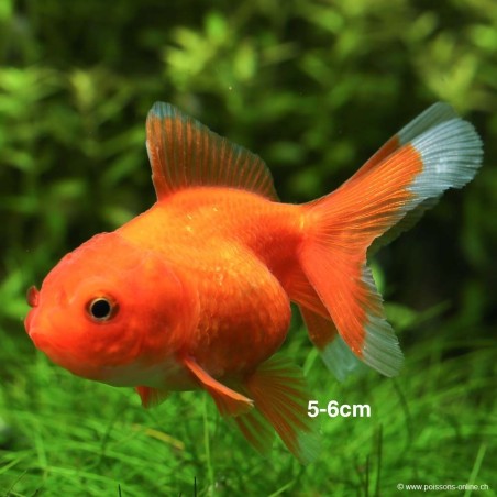 Tête De Lion - Rouge - Carassius Auratus