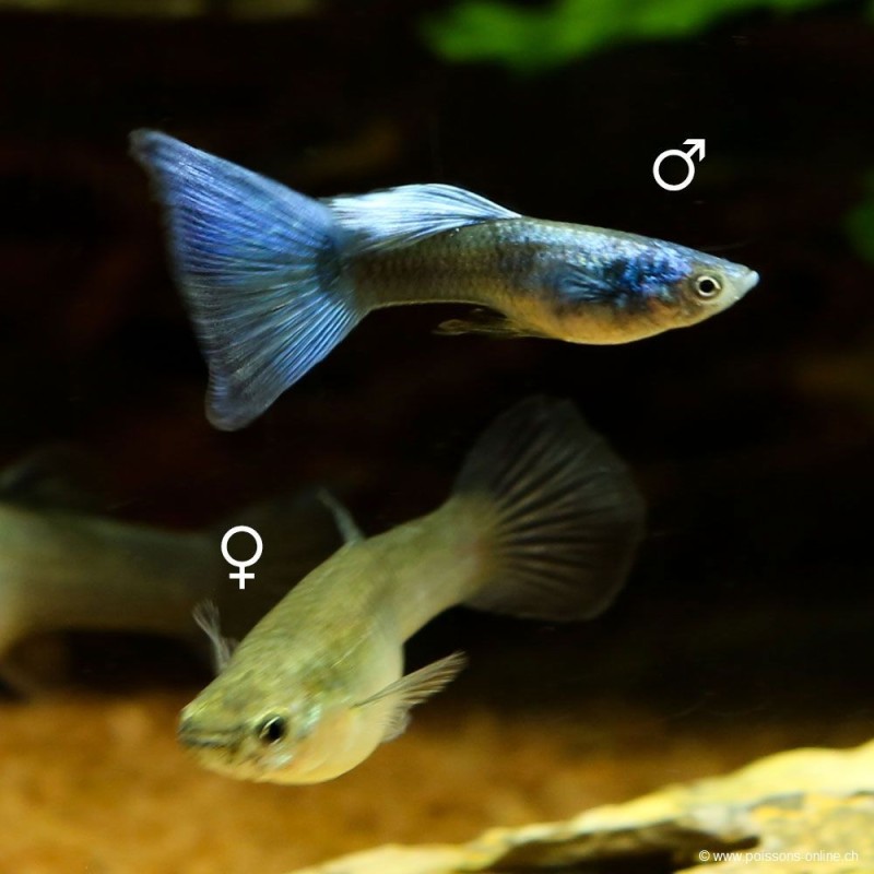 Guppy fem. Green Moscow - Poecilia Reticulata