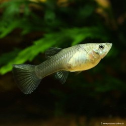 Guppy fem. Green Moscow - Poecilia Reticulata