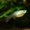 Guppy fem. Green Moscow - Poecilia Reticulata