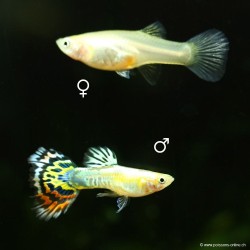 Guppy fem. Pineapple Cobra - L - Poecilia Reticulata