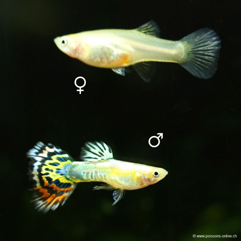 Guppy fem. Pineapple Cobra - L - Poecilia Reticulata