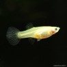 Guppy fem. Pineapple Cobra - L - Poecilia Reticulata
