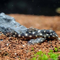 Hypancistrus Inspector - L201 Hypancistrus Inspector