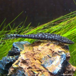 Otocinclus titanic - 6-8cm - Hypoptopoma Sp.