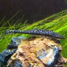 Otocinclus titanic - 6-8cm - Hypoptopoma Sp.