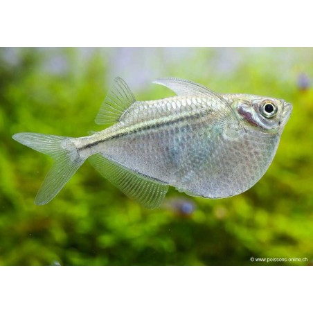 Poisson Hachette Argenté - Gasteropelecus Sternicla