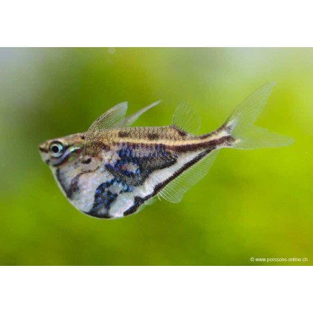 Poisson Hachette Marbré - Carnegiella Strigata