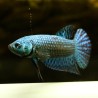 Betta Alien Blue Mâle - Betta Alien
