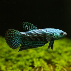 Betta Alien Blue Mâle - Betta Alien