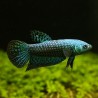 Betta Alien Blue Mâle - Betta Alien