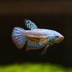 Betta Alien Blue Mâle - Betta Alien